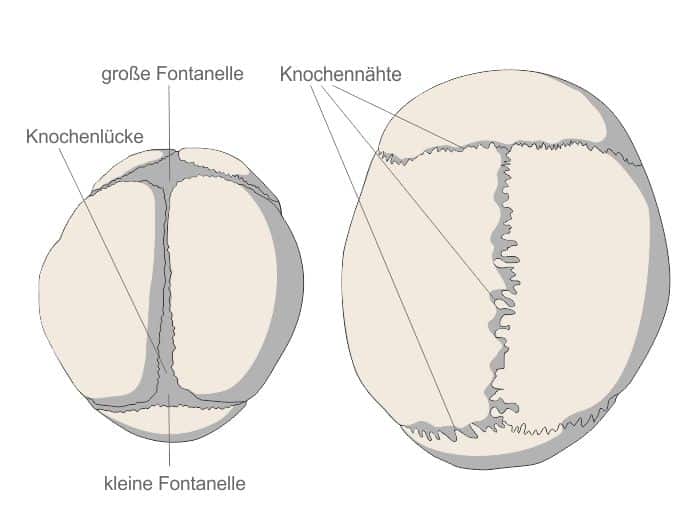 Fontanelle