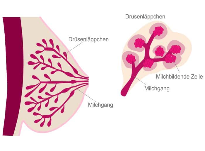 Milcheinschuss