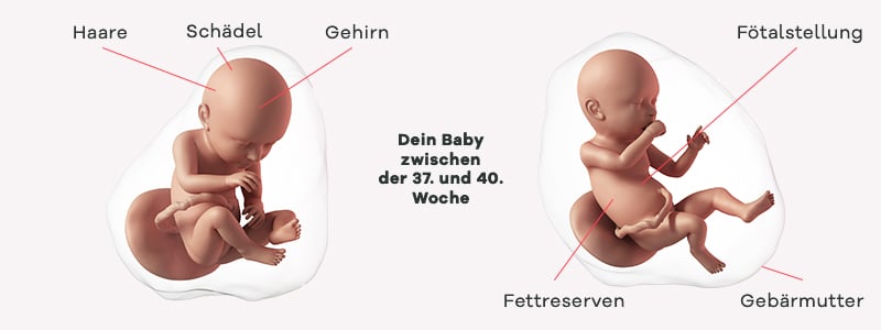 Überblick zur Entwicklung des Babys im 10. SSM