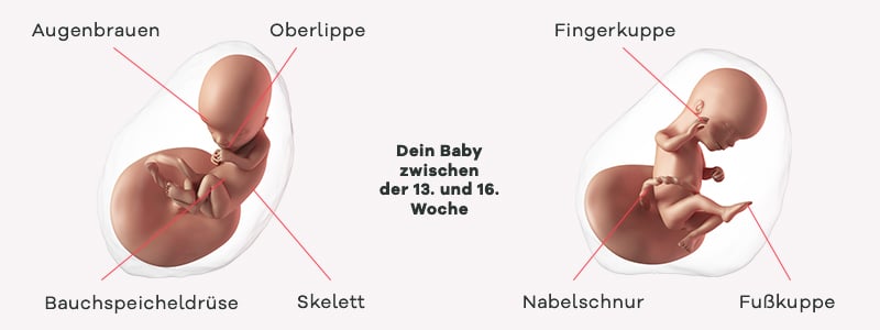 Überblick zur Entwicklung des Babys im 4. SSM