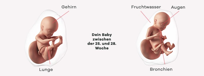 Überblick zur Entwicklung des Babys im 7. SSM