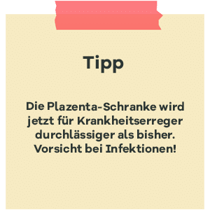 Tipp zur SSW 31: Plazenta