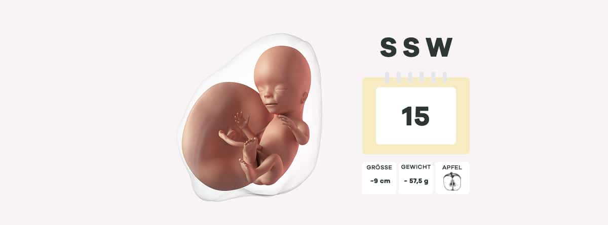 Wie Fühlt Sich Der Bauch In Der 15 Ssw An www.windeln.de